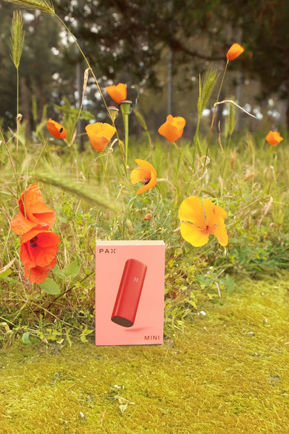 Pax Mini – PAX (bakfra)